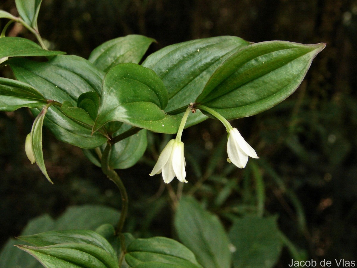 Disporum cantoniense var. cantoniense (Lour.) Merr.